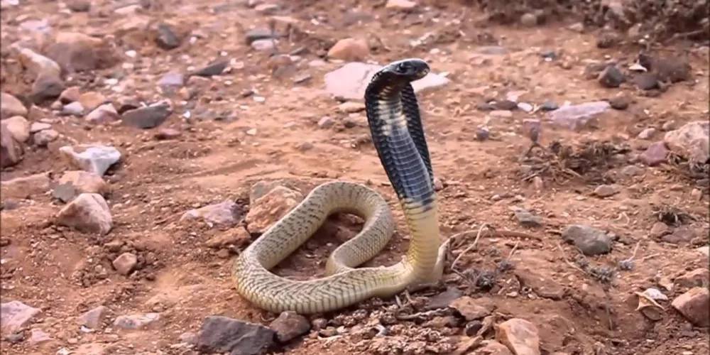 Meserani Snake Park