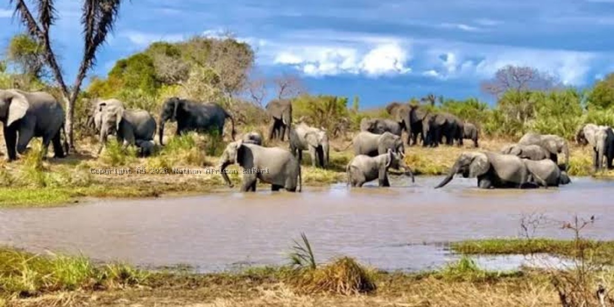 Mkomazi National Park