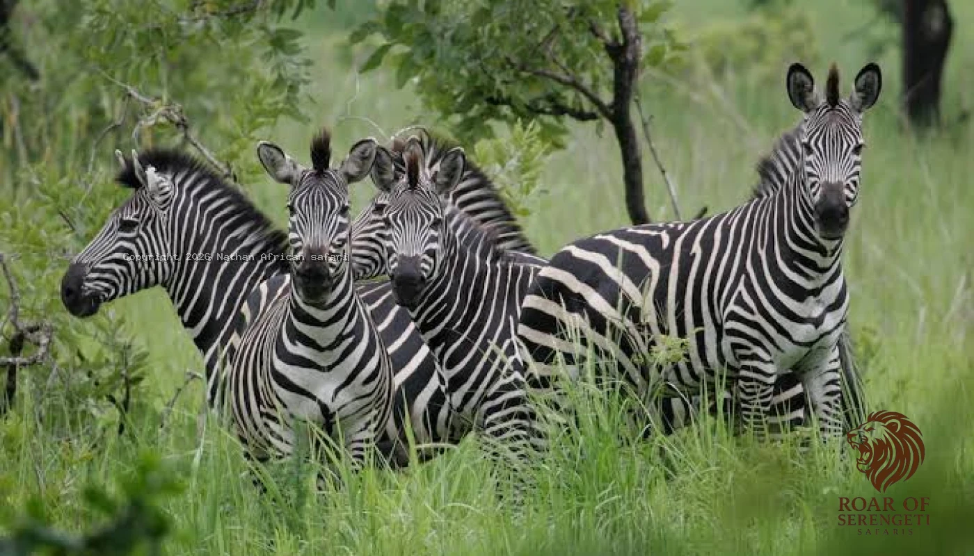 Arusha National Park ,Materuni & Chemka Hot Springs
