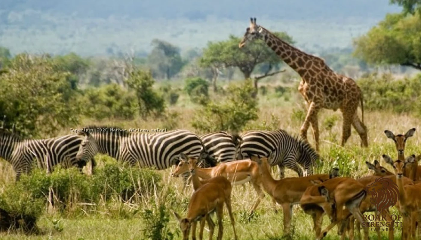 Lake Manyara & Ngorongoro Crater Safari