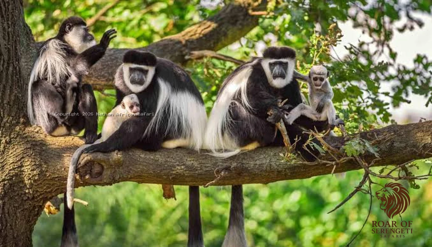 Northen Tanzania Big Five & Calving Season Great Migration Safari