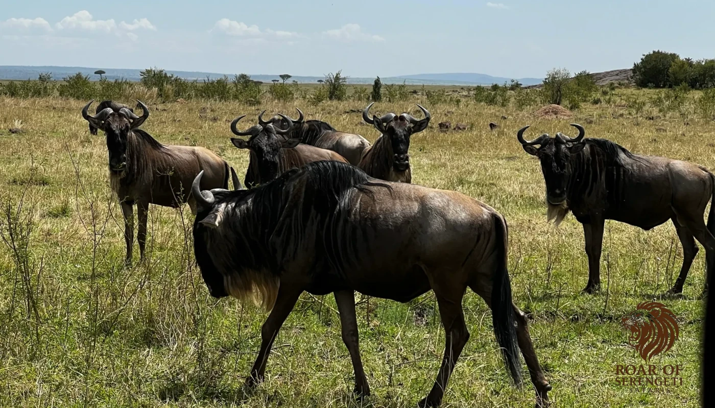 Great Mara River Crossing Migration Safaris